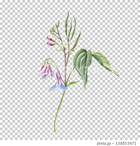An early-blooming forest flower with young leaves. This isolated watercolor illustration is suitable for botanical publications, postcard designs, nature websites, and eco-themed publications. An early-blooming forest flower with young leaves. This isolated watercolor illustration is suitable for botanical publications, postcard designs, nature websites, and eco-themed publications. 138853971