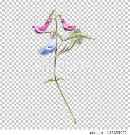 Early-blooming forest flower with leaves. Isolated watercolor illustration suitable for botanical publications, postcard designs, nature websites, and eco-themes. Early-blooming forest flower with leaves. Isolated watercolor illustration suitable for botanical publications, postcard designs, nature websites, and eco-themes. 138853973