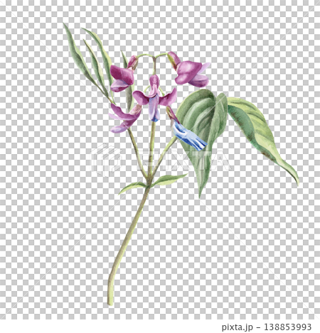 A wild primrose (Lathyrus vernus) with green leaves. This isolated watercolor illustration is perfect for postcard designs, nature websites, and eco-themed websites. 138853993