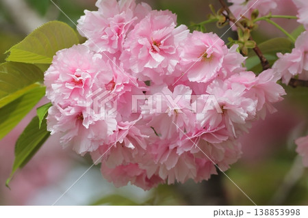 ピンク色の可愛い八重桜 138853998