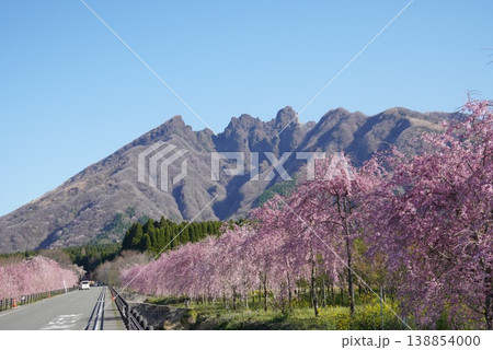 春の花畑を散歩する人々 菜の花と桜の風景 春の花畑を散歩する人々 菜の花と桜の風景 138854000