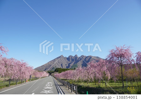 春の花畑を散歩する人々 菜の花と桜の風景 138854001