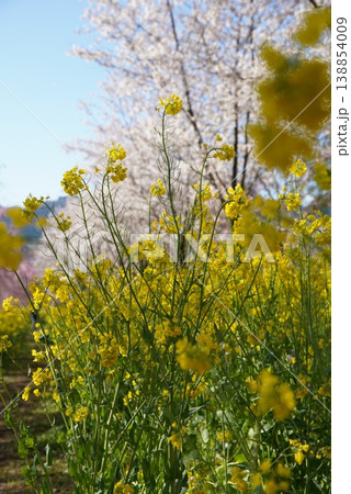 春の花畑を散歩する人々 菜の花と桜の風景 春の花畑を散歩する人々 菜の花と桜の風景 138854009