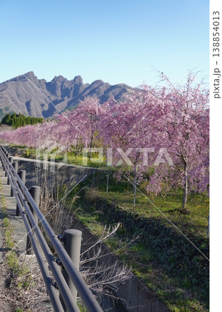 春の花畑を散歩する人々 菜の花と桜の風景 138854013