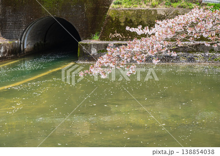 琵琶湖疏水沿いに咲く桜　諸羽トンネル出口　京都市 138854038