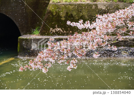 琵琶湖疏水沿いに咲く桜 諸羽トンネル出口 京都市 琵琶湖疏水沿いに咲く桜 諸羽トンネル出口 京都市 138854040