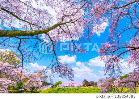 石舞台古墳の桜 石舞台古墳の桜 138854395