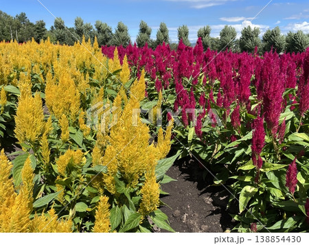ケイトウの花 ケイトウの花 138854430