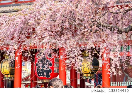 東京の桜・浅草寺 東京の桜・浅草寺 138854450