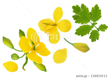 Celandine flower isolated on white background. Top view. Flat lay Celandine flower isolated on white background. Top view. Flat lay 138854511