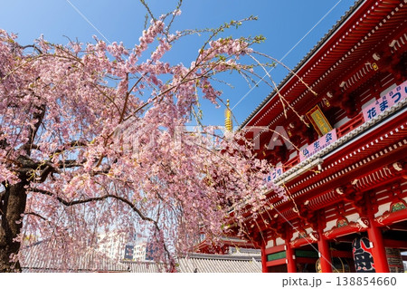 東京の桜・浅草寺 138854660