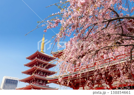 東京の桜・浅草寺 138854661