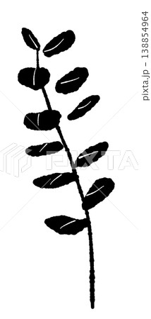 ユーカリの少し大きめの葉が並ぶ丸葉の枝の手描き風モノクロ単体イラスト ユーカリの少し大きめの葉が並ぶ丸葉の枝の手描き風モノクロ単体イラスト 138854964