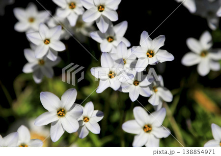 庭先に咲いたハナニラの白い花 138854971
