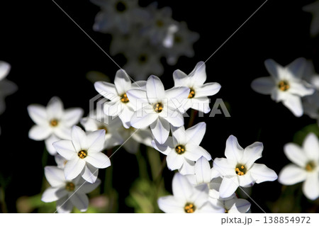 庭先に咲いたハナニラの白い花 138854972