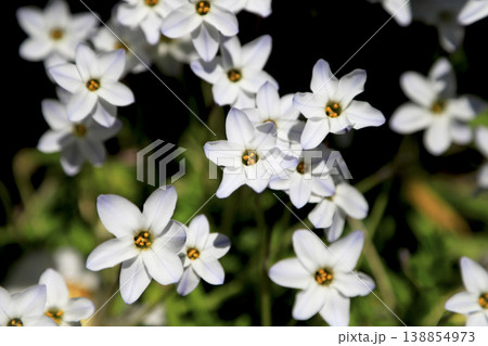 庭先に咲いたハナニラの白い花 138854973