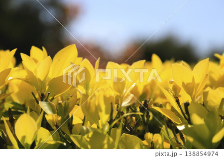 太陽の陽を浴びて輝く黄金マサキ 138854974