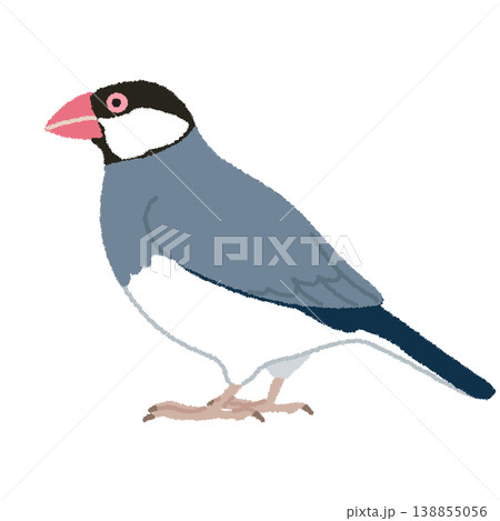 文鳥（ブンチョウ）のイラスト 138855056