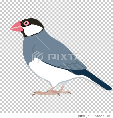 文鳥（ブンチョウ）のイラスト 138855056