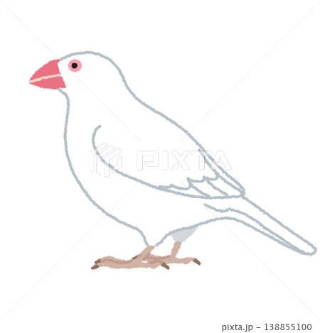 白文鳥（ハクブンチョウ）のイラスト 138855100