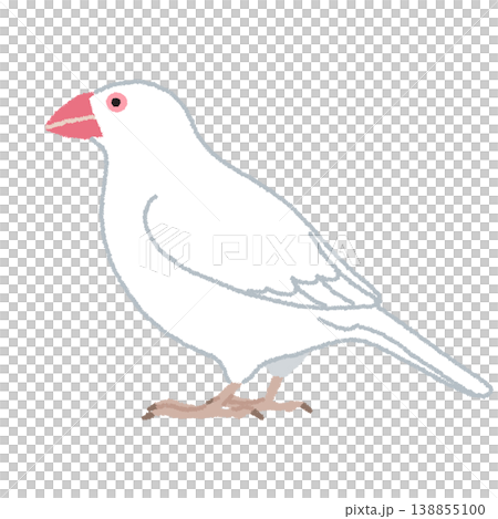 白文鳥（ハクブンチョウ）のイラスト 138855100