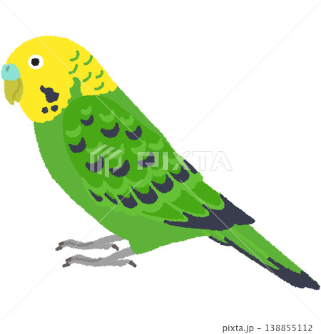 セキセイインコのイラスト セキセイインコのイラスト 138855112