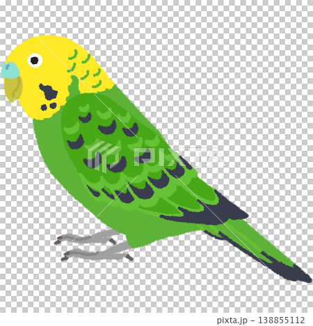 セキセイインコのイラスト セキセイインコのイラスト 138855112