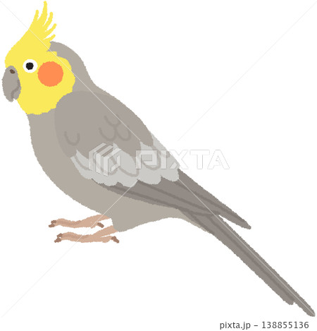 オカメインコのイラスト オカメインコのイラスト 138855136