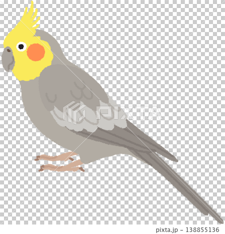 小形鸚鵡的例證 138855136