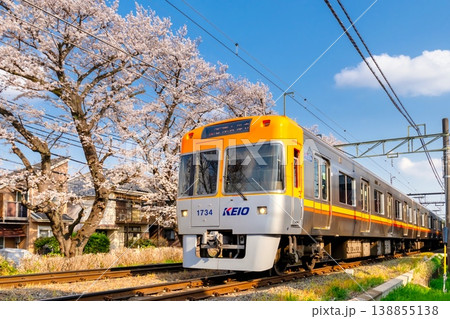 京王井の頭線と満開の桜 京王井の頭線と満開の桜 138855138