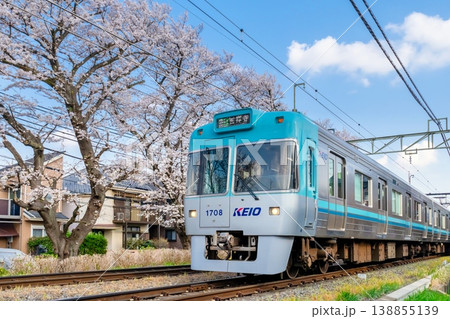 京王井の頭線と満開の桜 138855139