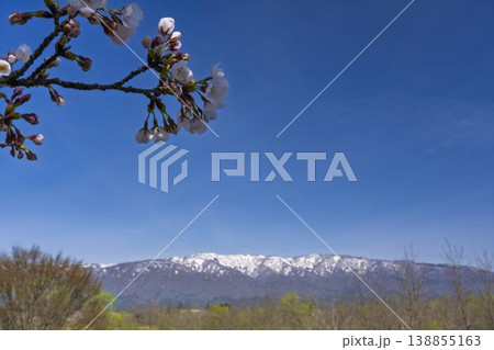 青空と最上川桜づつみの桜　山形県長井市 138855163