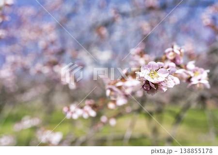 青空と梅の花　山形県長井市 138855178