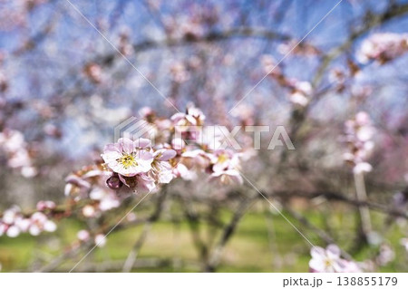 青空と梅の花 山形県長井市 青空と梅の花 山形県長井市 138855179