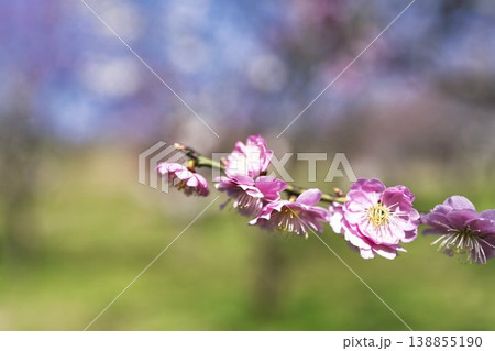 青空と梅の花 山形県長井市 青空と梅の花 山形県長井市 138855190