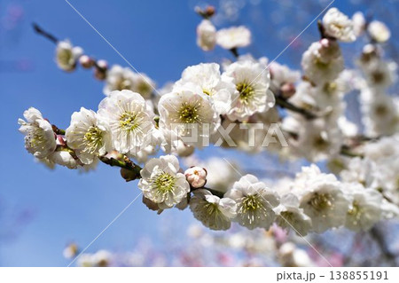 青空と梅の花 山形県長井市 青空と梅の花 山形県長井市 138855191