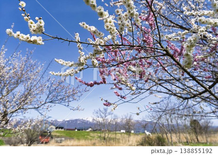 青空と梅の花 山形県長井市 青空と梅の花 山形県長井市 138855192