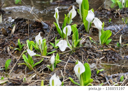 玉の木原水芭蕉群生地のミズバショウ 宮城県七ヶ宿町 玉の木原水芭蕉群生地のミズバショウ 宮城県七ヶ宿町 138855197