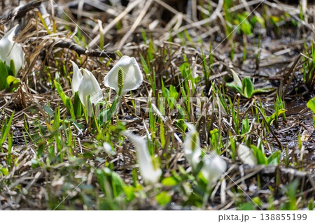 玉の木原水芭蕉群生地のミズバショウ　宮城県七ヶ宿町 138855199