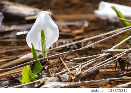 玉の木原水芭蕉群生地のミズバショウ　宮城県七ヶ宿町 138855212