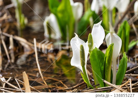 玉の木原水芭蕉群生地のミズバショウ　宮城県七ヶ宿町 138855227