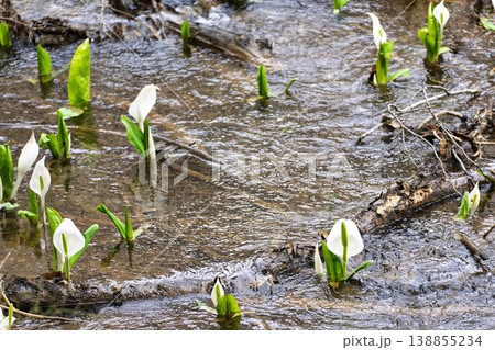 玉の木原水芭蕉群生地のミズバショウ 宮城県七ヶ宿町 玉の木原水芭蕉群生地のミズバショウ 宮城県七ヶ宿町 138855234