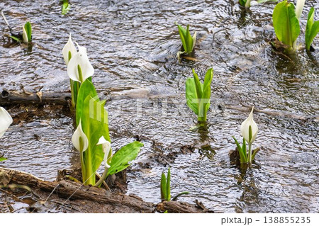 玉の木原水芭蕉群生地のミズバショウ　宮城県七ヶ宿町 138855235