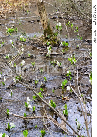 玉の木原水芭蕉群生地のミズバショウ　宮城県七ヶ宿町 138855236