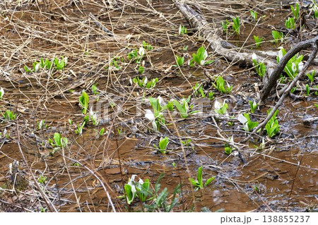 玉の木原水芭蕉群生地のミズバショウ 宮城県七ヶ宿町 玉の木原水芭蕉群生地のミズバショウ 宮城県七ヶ宿町 138855237