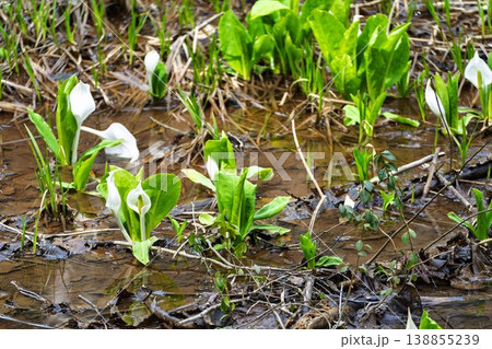 玉の木原水芭蕉群生地のミズバショウ　宮城県七ヶ宿町 138855239
