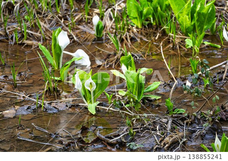玉の木原水芭蕉群生地のミズバショウ 宮城県七ヶ宿町 玉の木原水芭蕉群生地のミズバショウ 宮城県七ヶ宿町 138855241