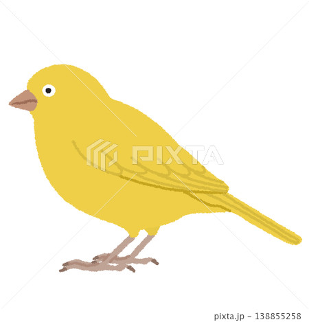 カナリアのイラスト 138855258