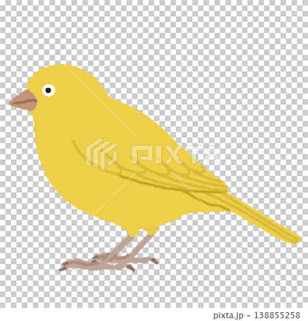 金絲雀插圖 138855258