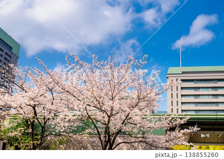 防衛省 満開の桜 138855260